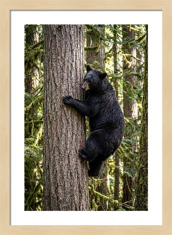Black Bear Climbing Tree