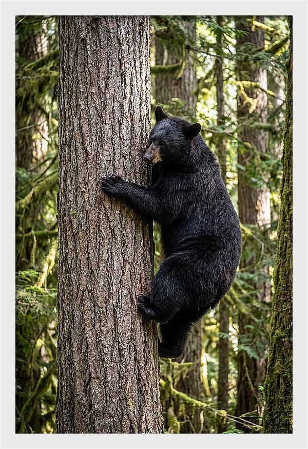Black Bear Climbing Tree