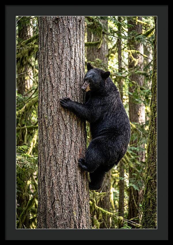 Black Bear Climbing Tree