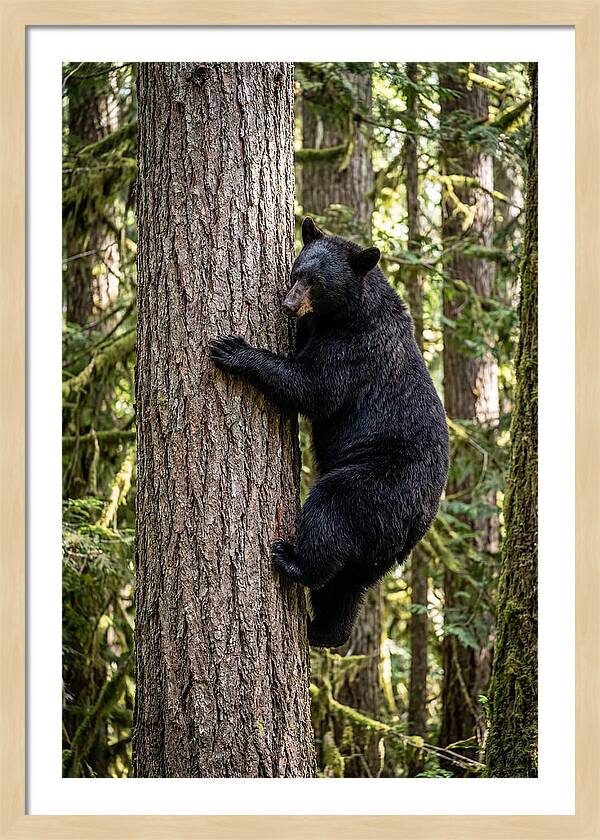 Black Bear Climbing Tree
