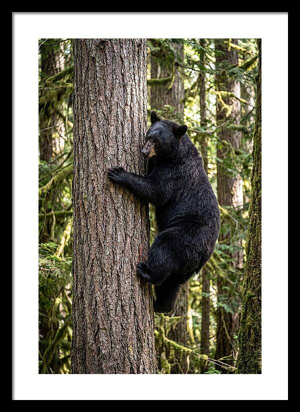 Black Bear Climbing Tree