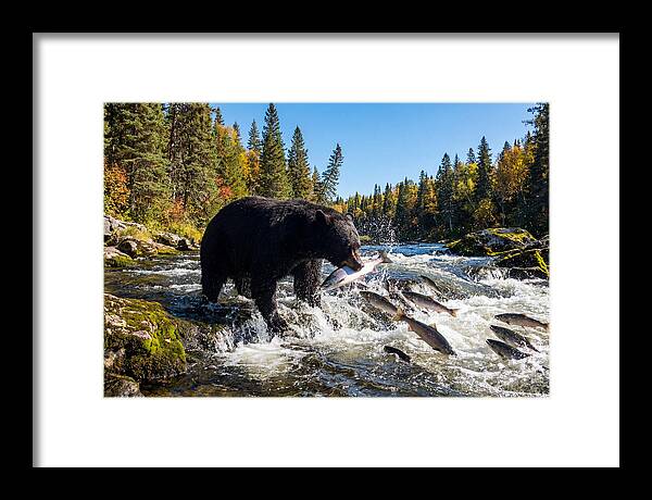 Black Bear Fishing