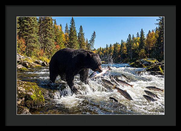 Black Bear Fishing