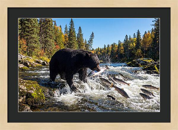 Black Bear Fishing