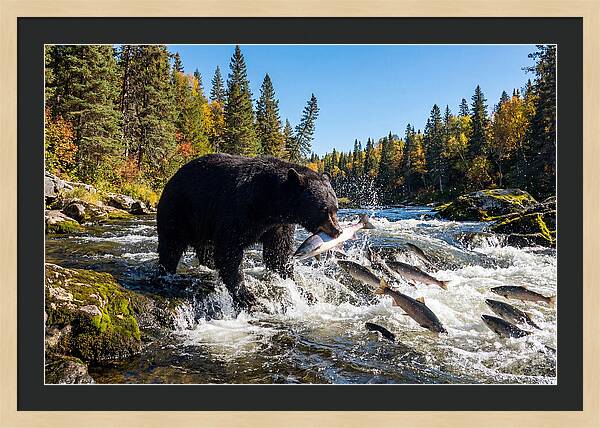 Black Bear Fishing