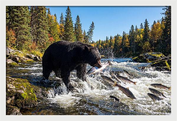 Black Bear Fishing