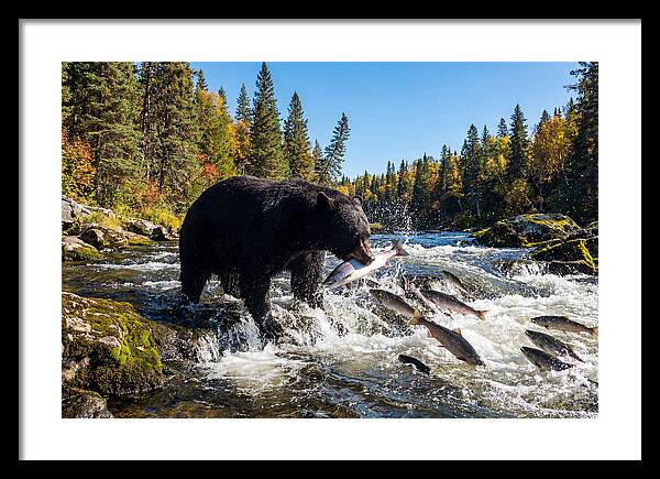Black Bear Fishing