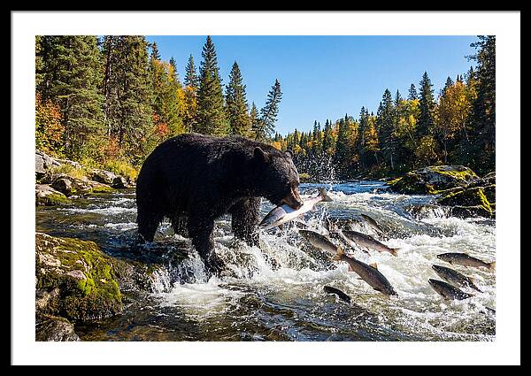 Black Bear Fishing