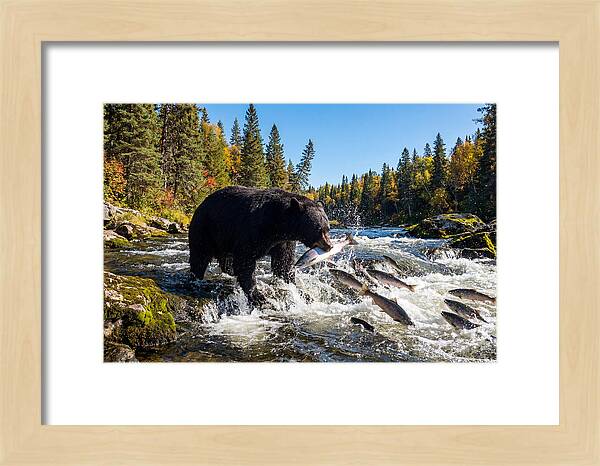 Black Bear Fishing