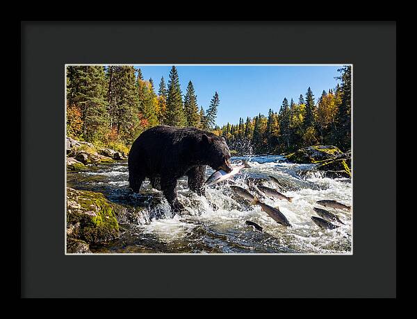 Black Bear Fishing