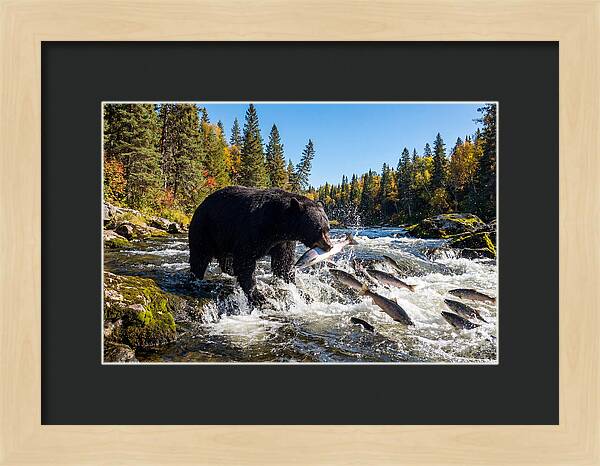 Black Bear Fishing