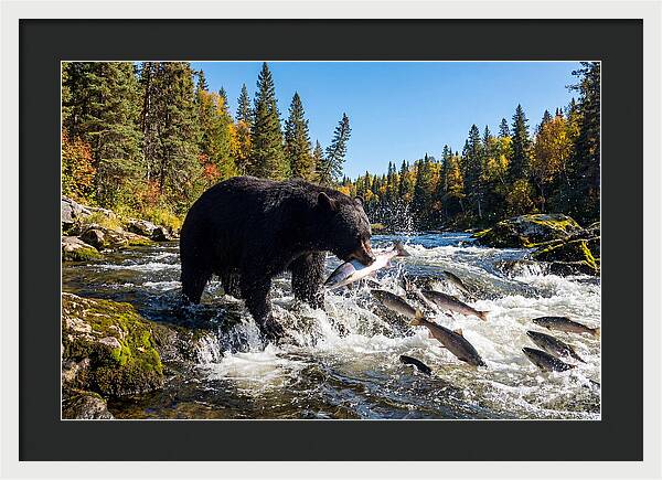 Black Bear Fishing