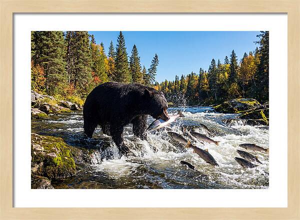 Black Bear Fishing