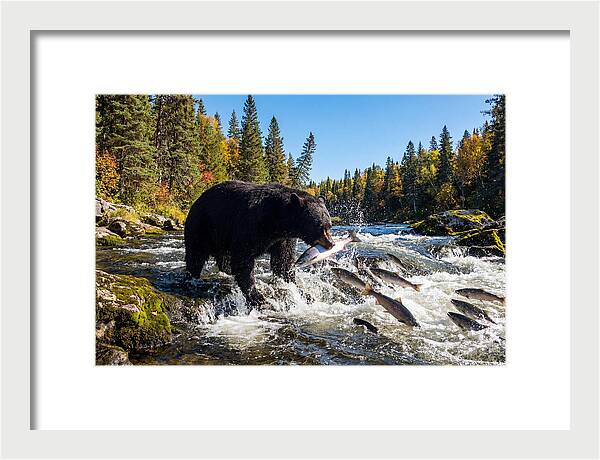 Black Bear Fishing