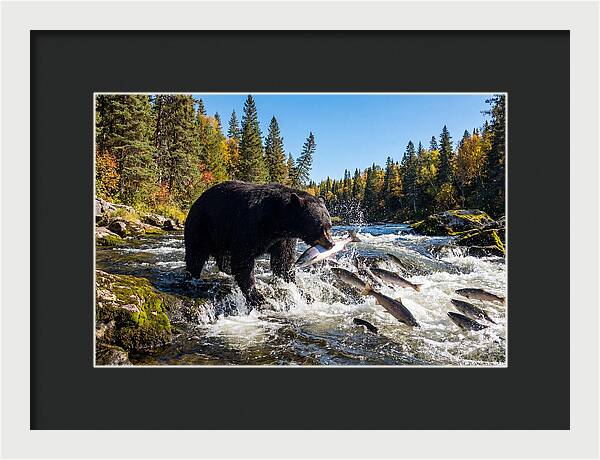 Black Bear Fishing
