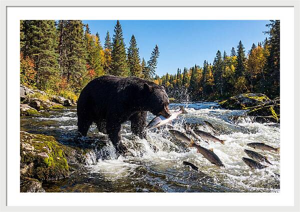Black Bear Fishing