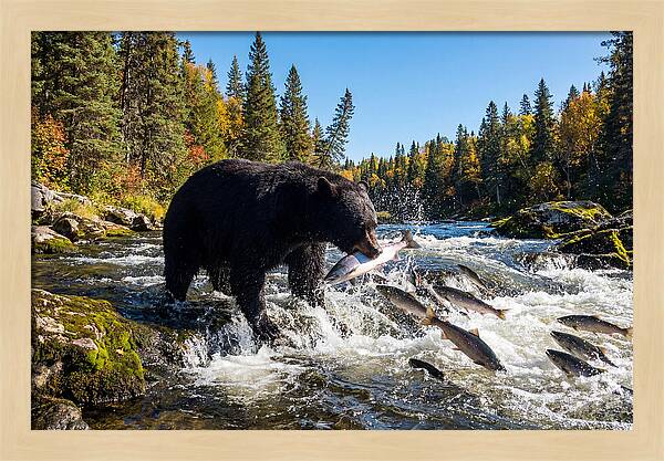 Black Bear Fishing