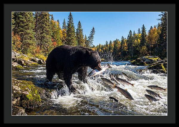Black Bear Fishing