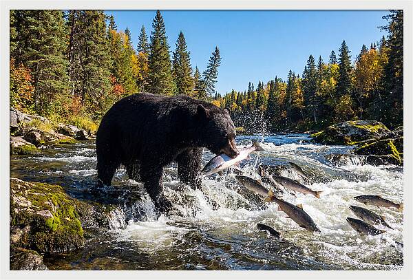 Black Bear Fishing