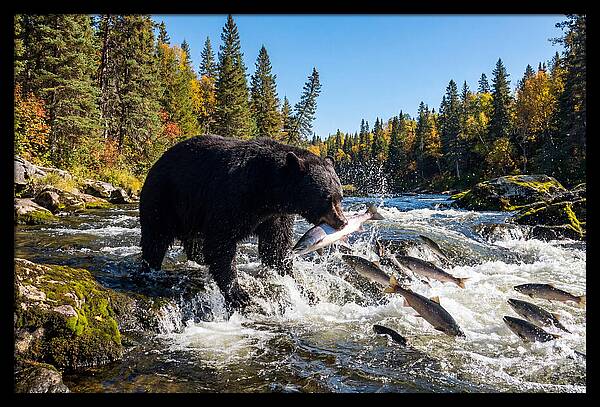 Black Bear Fishing