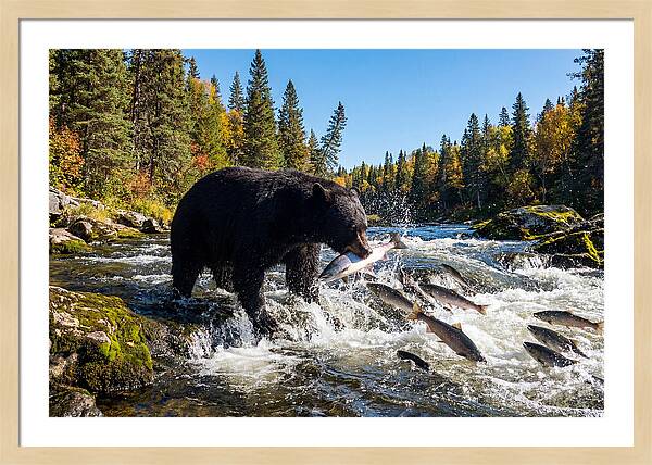 Black Bear Fishing