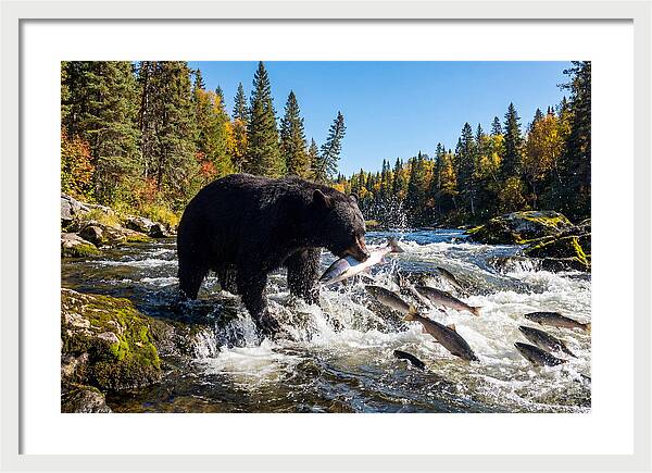 Black Bear Fishing