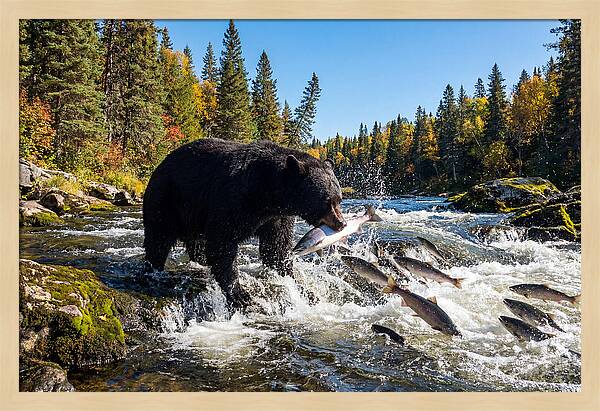 Black Bear Fishing