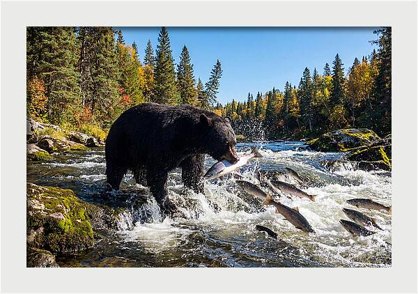 Black Bear Fishing