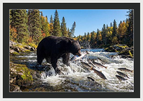 Black Bear Fishing