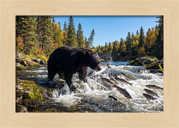 Black Bear Fishing
