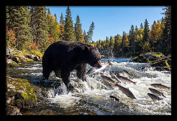 Black Bear Fishing