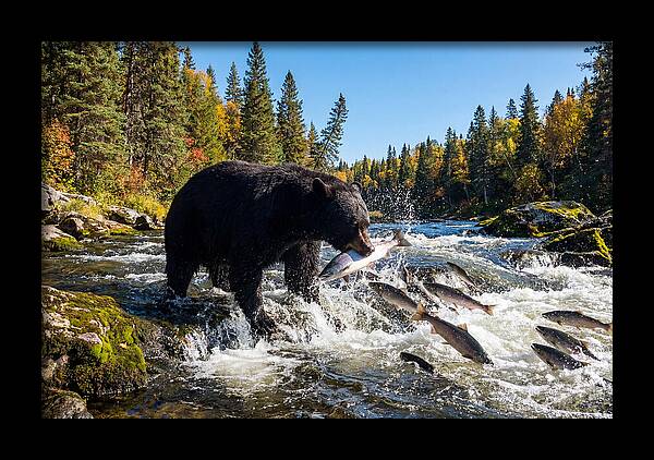 Black Bear Fishing