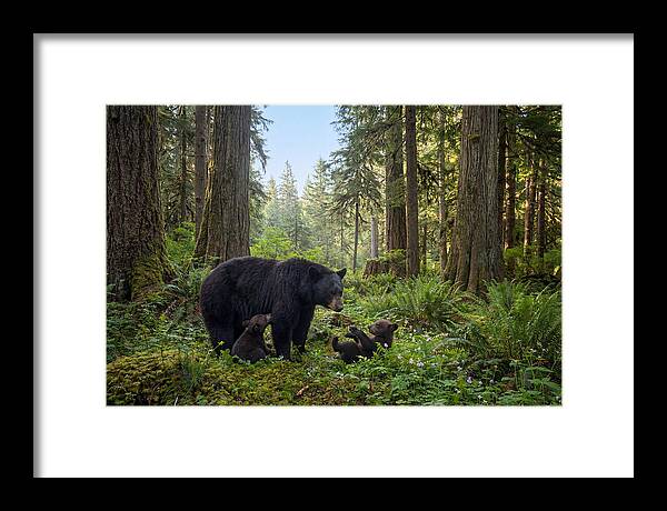 Black Bear Mother With Twin Cubs