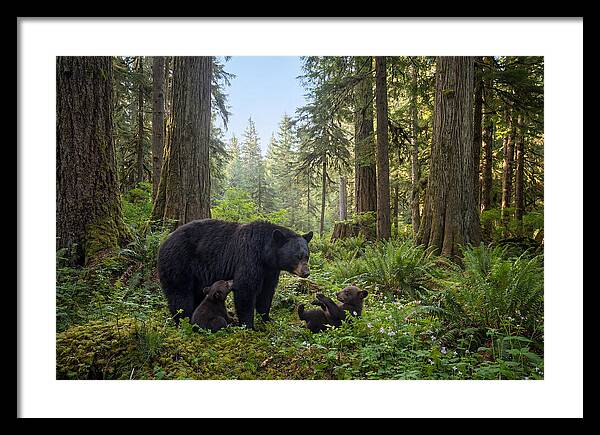 Black Bear Mother With Twin Cubs