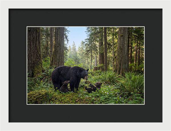 Black Bear Mother With Twin Cubs