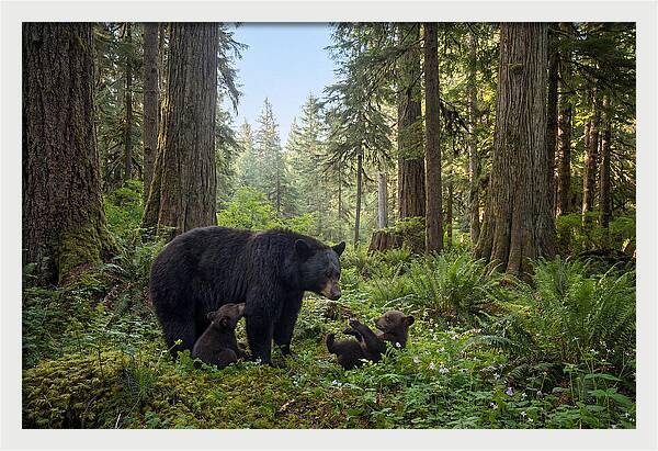 Black Bear Mother With Twin Cubs