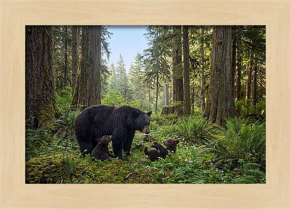 Black Bear Mother With Twin Cubs