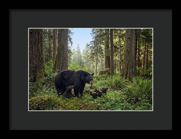 Black Bear Mother With Twin Cubs