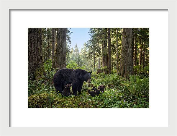 Black Bear Mother With Twin Cubs