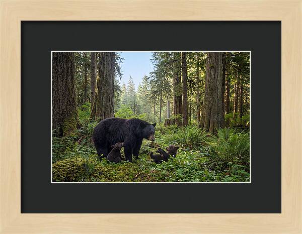 Black Bear Mother With Twin Cubs