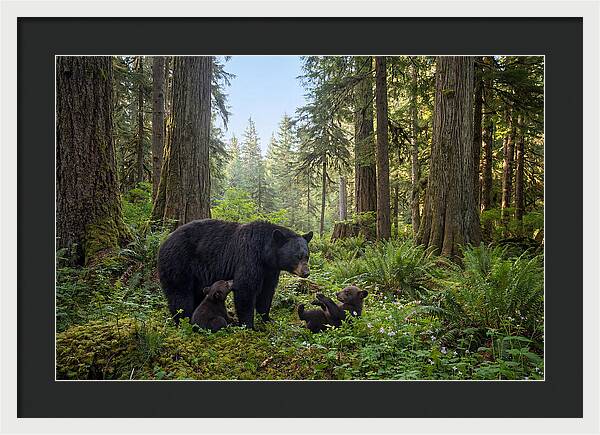 Black Bear Mother With Twin Cubs