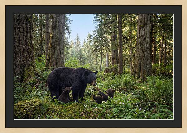 Black Bear Mother With Twin Cubs