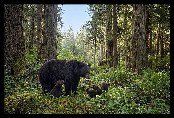 Black Bear Mother With Twin Cubs