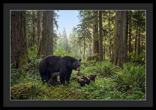 Black Bear Mother With Twin Cubs