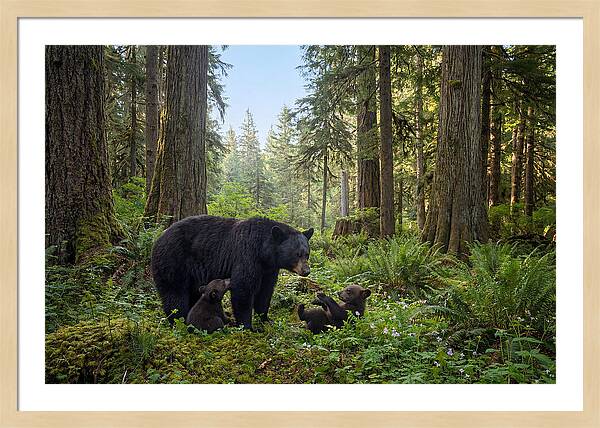 Black Bear Mother With Twin Cubs