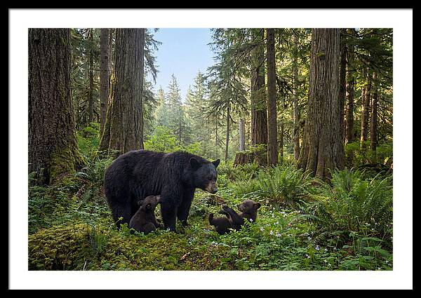 Black Bear Art