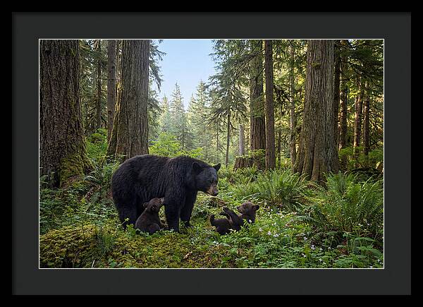 Black Bear Mother With Twin Cubs