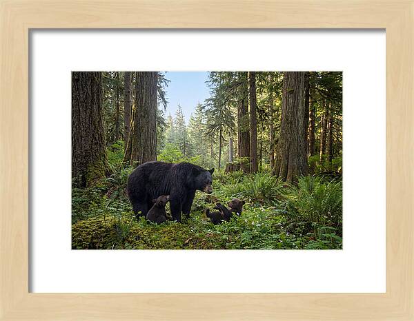 Black Bear Mother With Twin Cubs