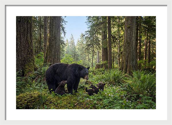 Black Bear Mother With Twin Cubs