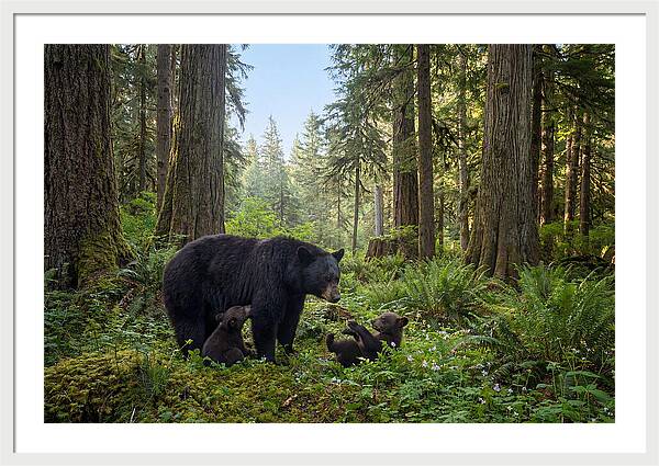 Black Bear Mother With Twin Cubs